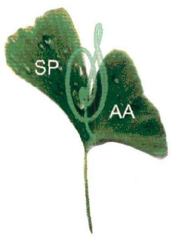 Spaa With Device Device mark 1993099 Trademark