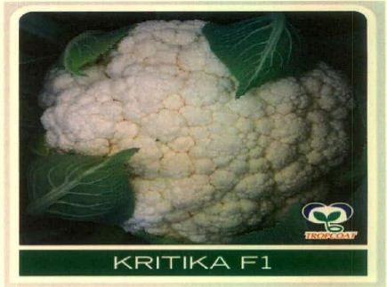 Kritika F1 (device Of Cauliflower) Device mark 5678174 Trademark
