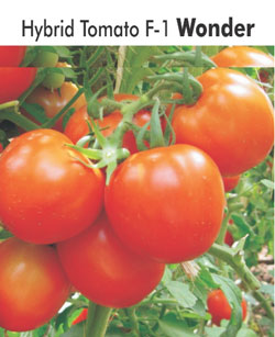 Hybrid Tomato F-1 Wonder Device mark 6011045 Trademark